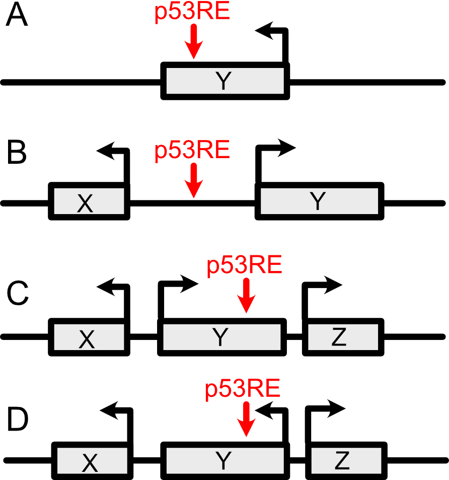 How to interpret distance of a p53RE to the nearest HGNC Gene Location